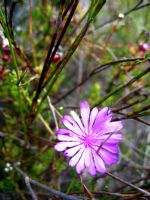 Click To View This Image