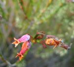 Click To View This Image