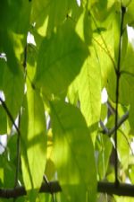 Click To View This Image