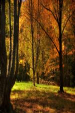 Click To View This Image