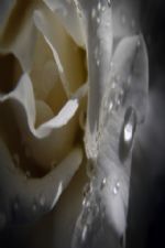 Click To View This Image