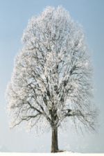 Click To View This Image