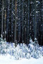 Click To View This Image