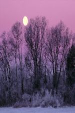 Click To View This Image