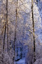 Click To View This Image