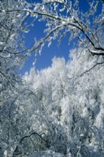 Click To View This Image