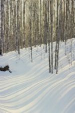 Click To View This Image