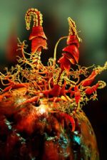 Click To View This Image