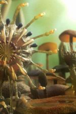 Click To View This Image