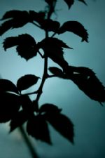 Click To View This Image