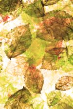 Click To View This Image