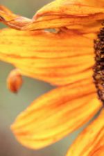 Click To View This Image