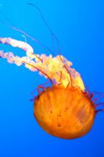 Click To View This Image