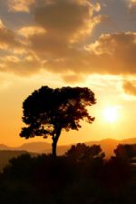 Click To View This Image