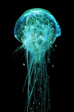 Click To View This Image