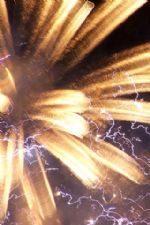 Click To View This Image