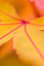 Click To View This Image