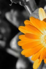 Click To View This Image