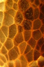 Click To View This Image