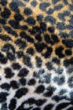 Click To View This Image