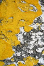 Click To View This Image