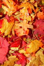 Click To View This Image