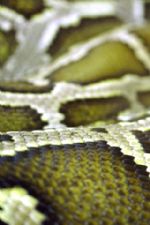 Click To View This Image