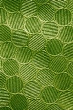 Click To View This Image