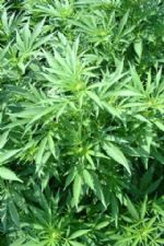 Click To View This Image