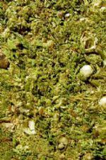 Click To View This Image