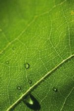 Click To View This Image