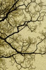 Click To View This Image