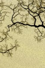 Click To View This Image