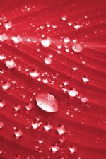 Click To View This Image