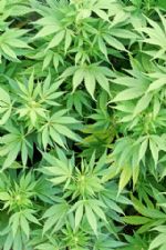 Click To View This Image