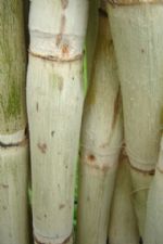 Click To View This Image