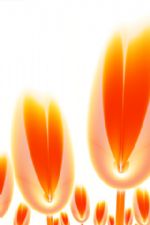 Click To View This Image