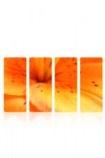 Click To View This Image