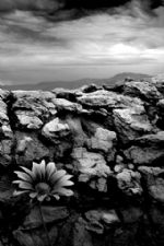 Click To View This Image