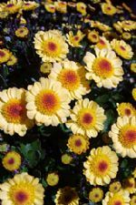 Click To View This Image