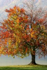 Click To View This Image