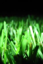 Click To View This Image