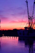 Click To View This Image