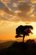 Click To View This Image