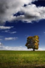 Click To View This Image