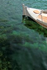 Click To View This Image