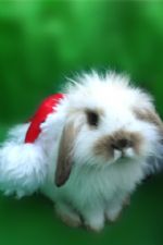 Click To View This Image