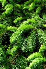 Click To View This Image