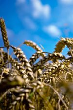 Click To View This Image