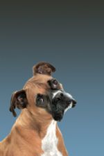 Click To View This Image